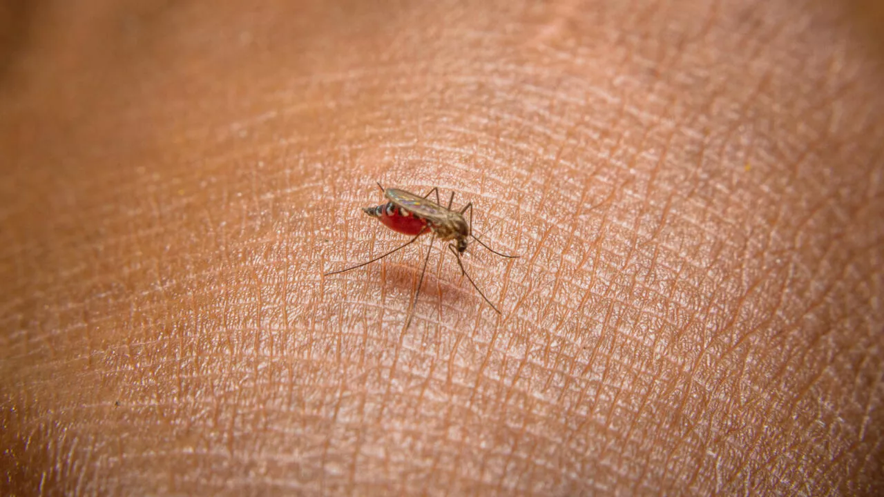 L'Amérique du Sud fait face à sa pire épidémie de dengue