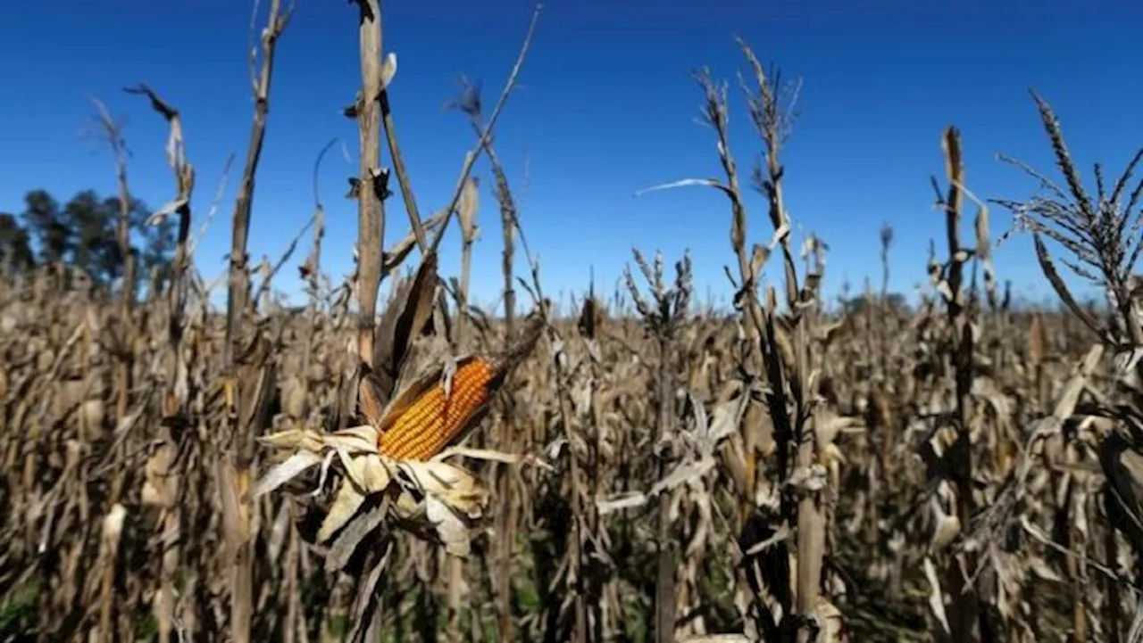 Free State farmers appeal to govt to declare drought a disaster - SABC News