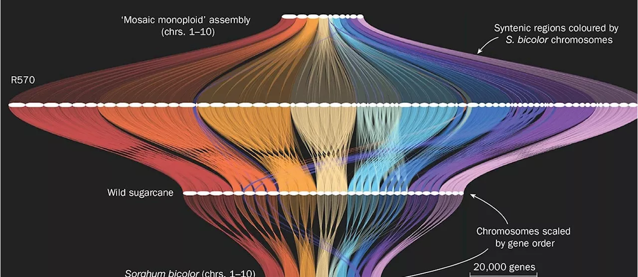 More Complex Than Human Genome: Unlocking the Sweet Mysteries of Sugarcane DNA