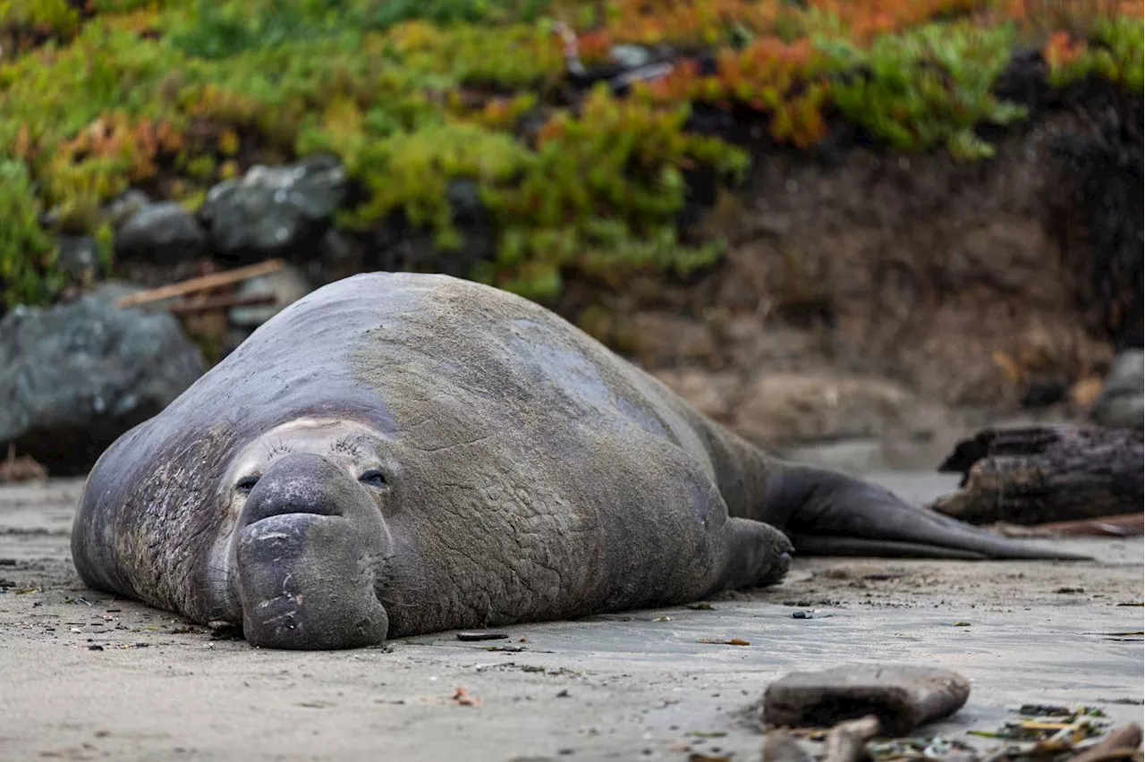 Success story: Once nearly extinct, elephant seals are finding new homes