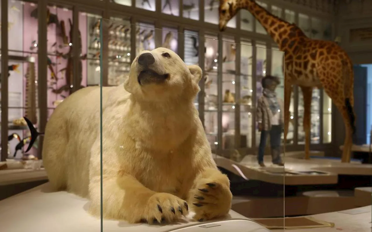 Le Muséum d’histoire naturelle de Bordeaux : en images, 40 ans d’histoire