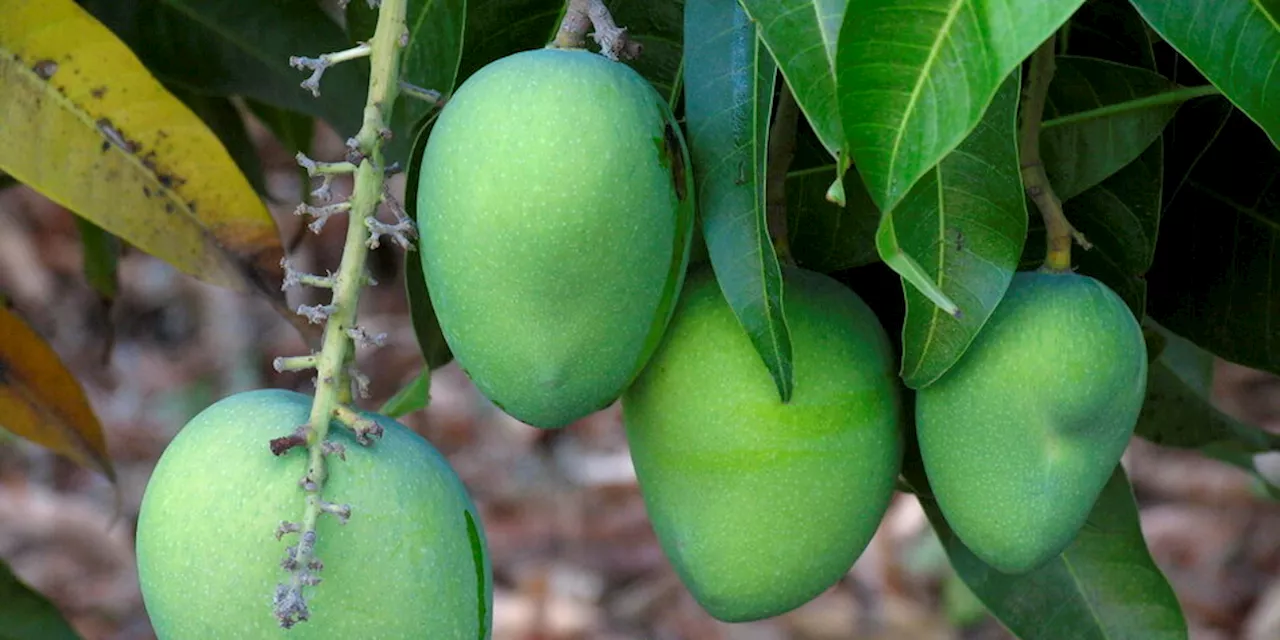 Mangosaison in Indien beginnt: Die Königin der Früchte ist zurück