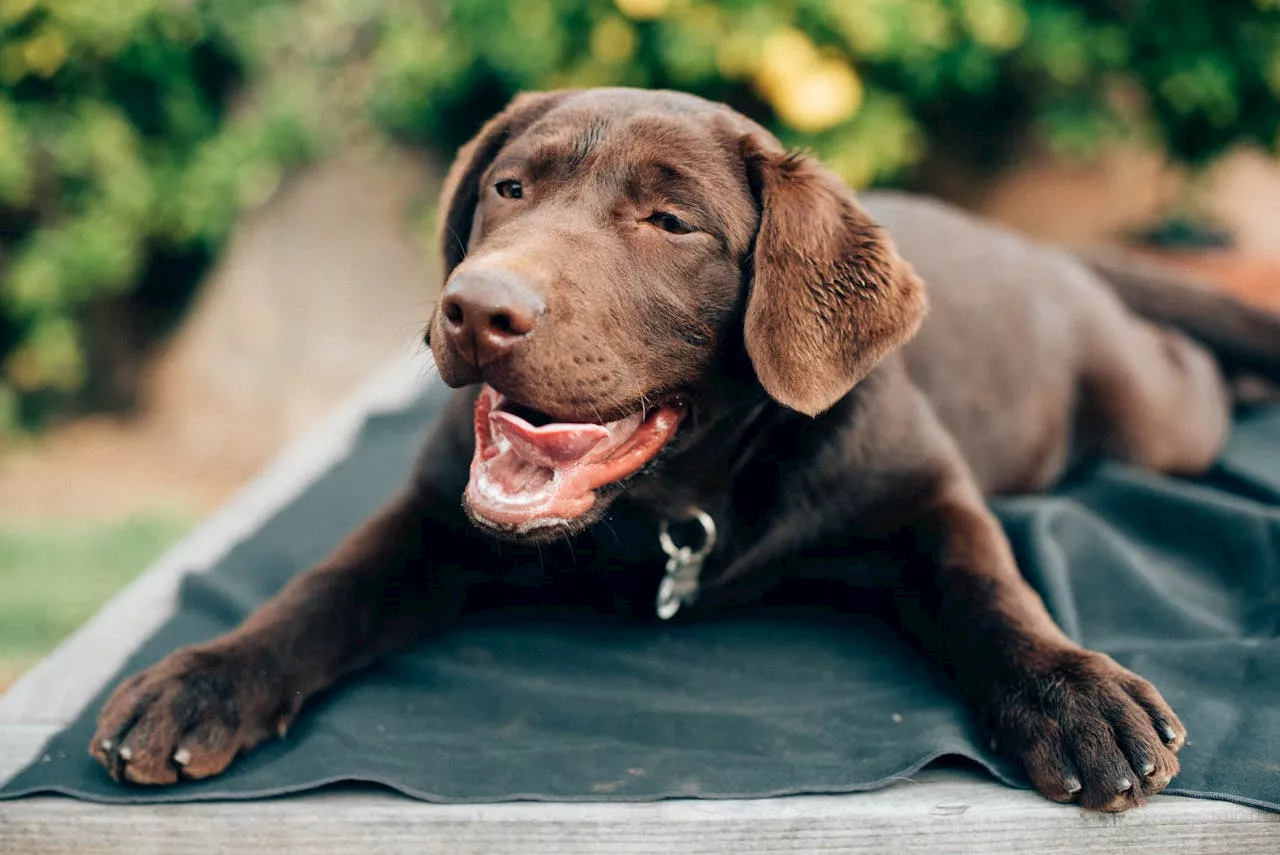 Not every dog is a copper: These breeds are unsuited for police work