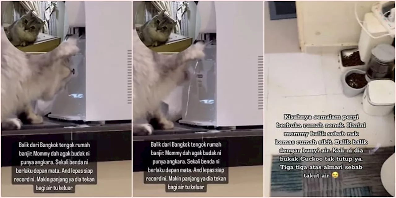 WATCH: Kitty Uses Water Dispenser to Drink, Causes Small Flood as a Welcome Home Gift