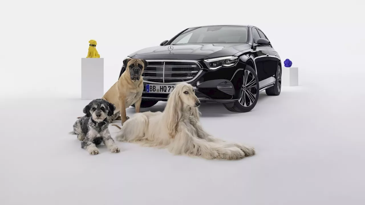 Mercedes jüngstes Feature: Ein Sprach-Assistent für Hunde