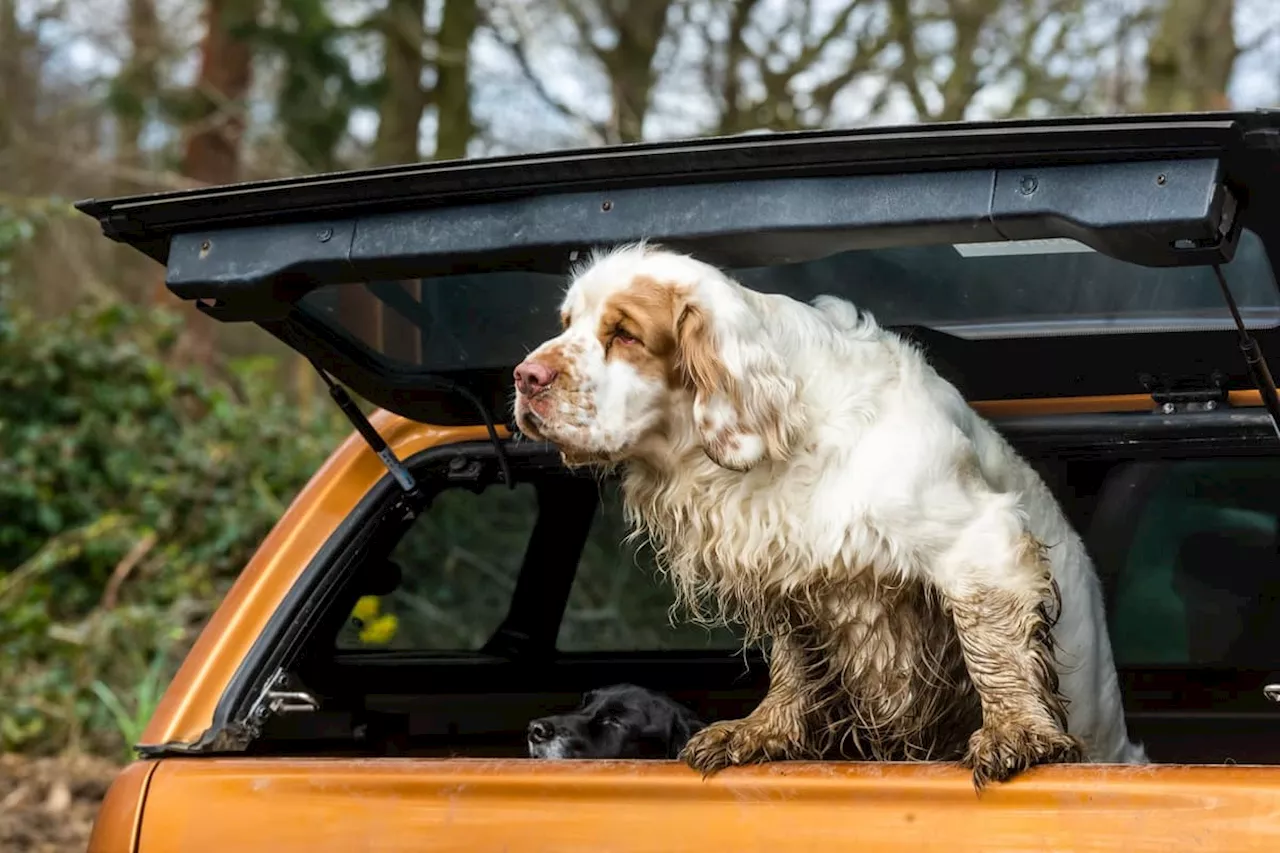 Working Clumber Spaniel Society: First test of the year in private woodland in South Yorkshire