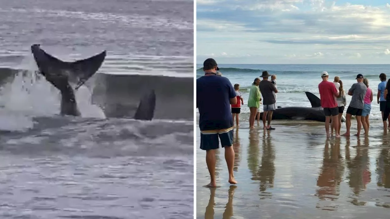 Distressing scenes at Kingscliff with shark ‘in distress’ before it dies on northern NSW beach