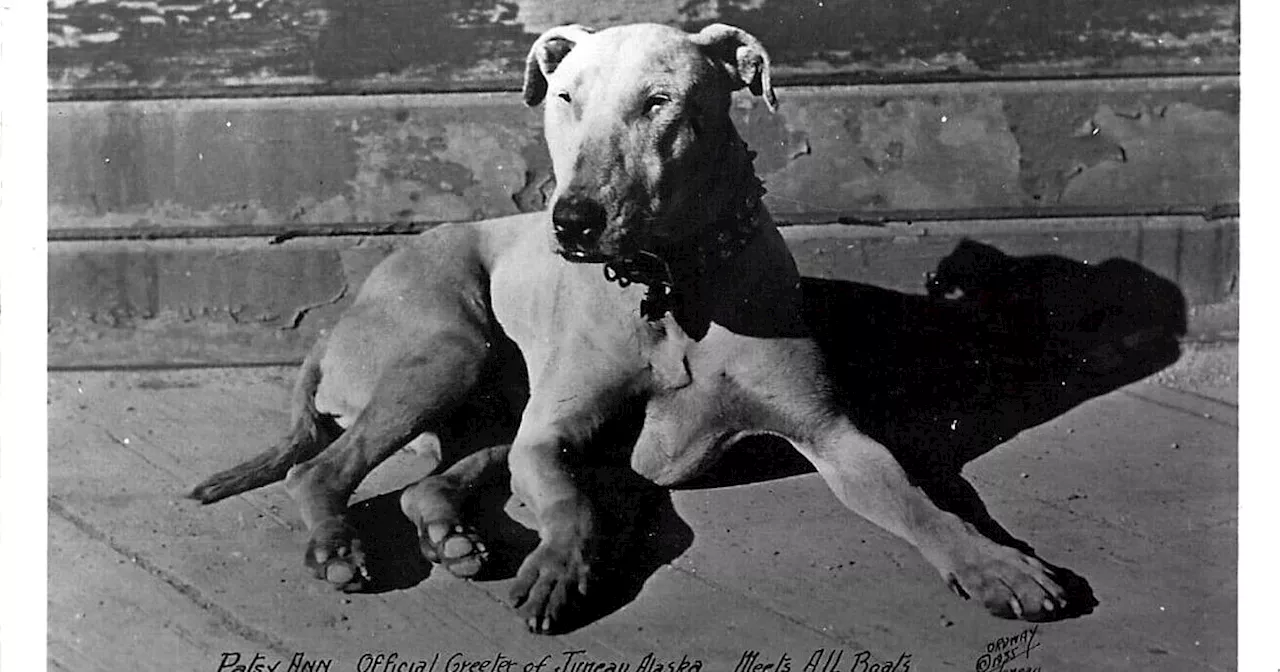 Adored by visitors and protected by locals, Patsy Ann was the canine queen of Juneau