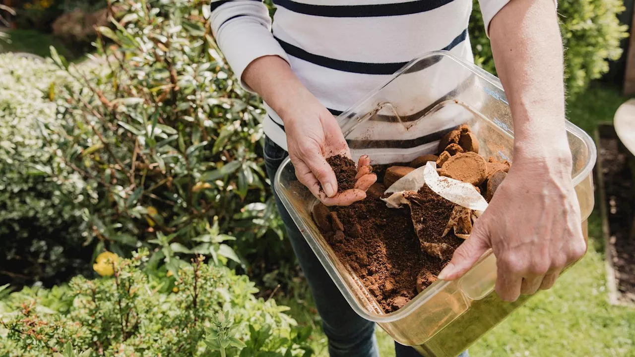 Frühling 2024: Kaffeesatz im Garten? Das kann die natürliche Geheimwaffe!