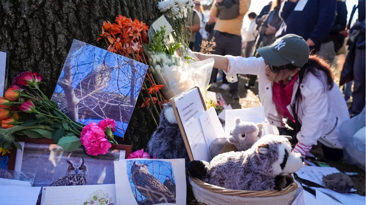 Fans gather to say goodbye to Flaco the celebrity owl in New York City memorial