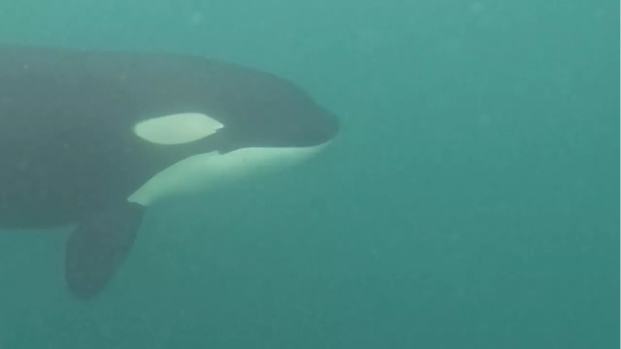 'It was swimming around me': Free-diver captures close encounter with orca