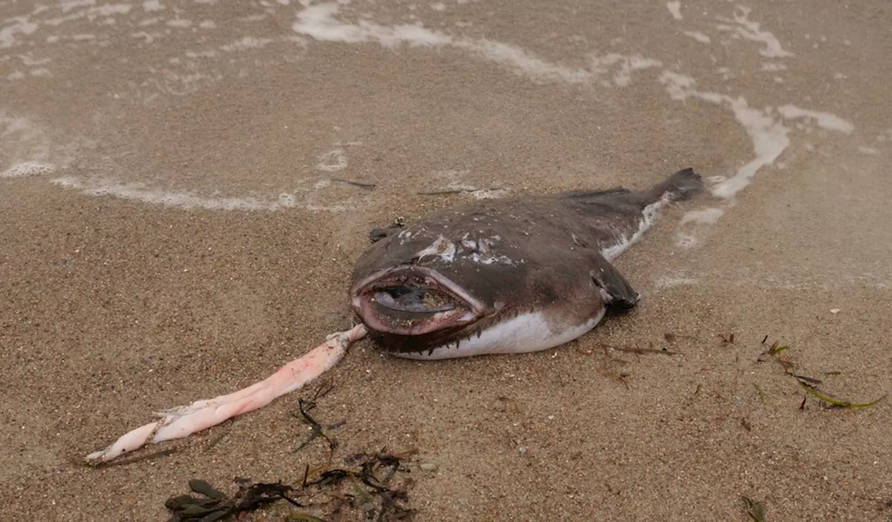 Sonderbare Entdeckung: Außergewöhnlicher Fisch am Ostseestrand gefunden