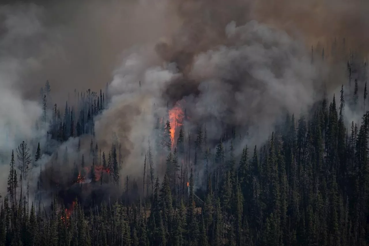 Inaccurate data on forest fuels may stoke B.C. wildfires, study finds