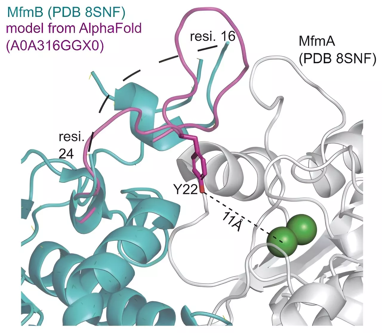 Bacterial genes responsible for breaking down metformin in sewer water discovered