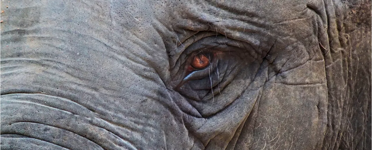 Tragic And Mysterious Elephant Burial Ritual Witnessed by Scientists