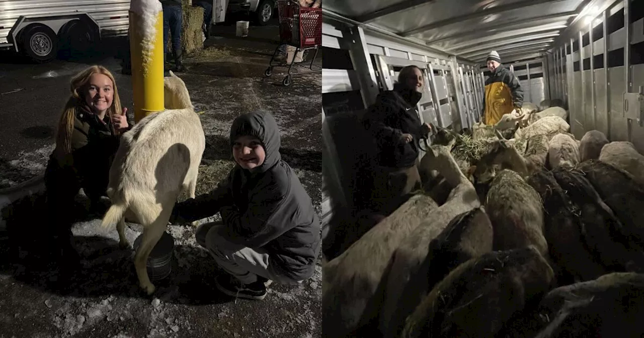 Utah town steps up to help stranded goat farmers during winter storm