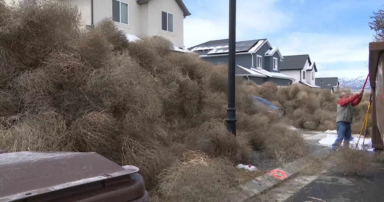 You can sell those pesky tumbleweeds blowing into Utah yards