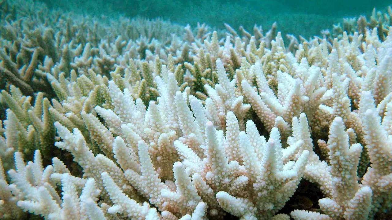 World on Verge of Fourth Mass Coral Bleaching Event, NOAA Warns