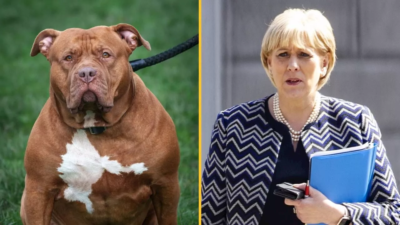 Irish Minister open to banning XL Bully breed of dog