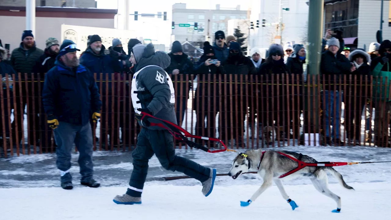 ‘It was ugly’: Iditarod musher kills and guts moose after encounter on trail