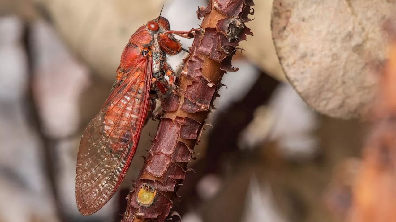 How an ‘extinct’ cicada was rediscovered 100 years later