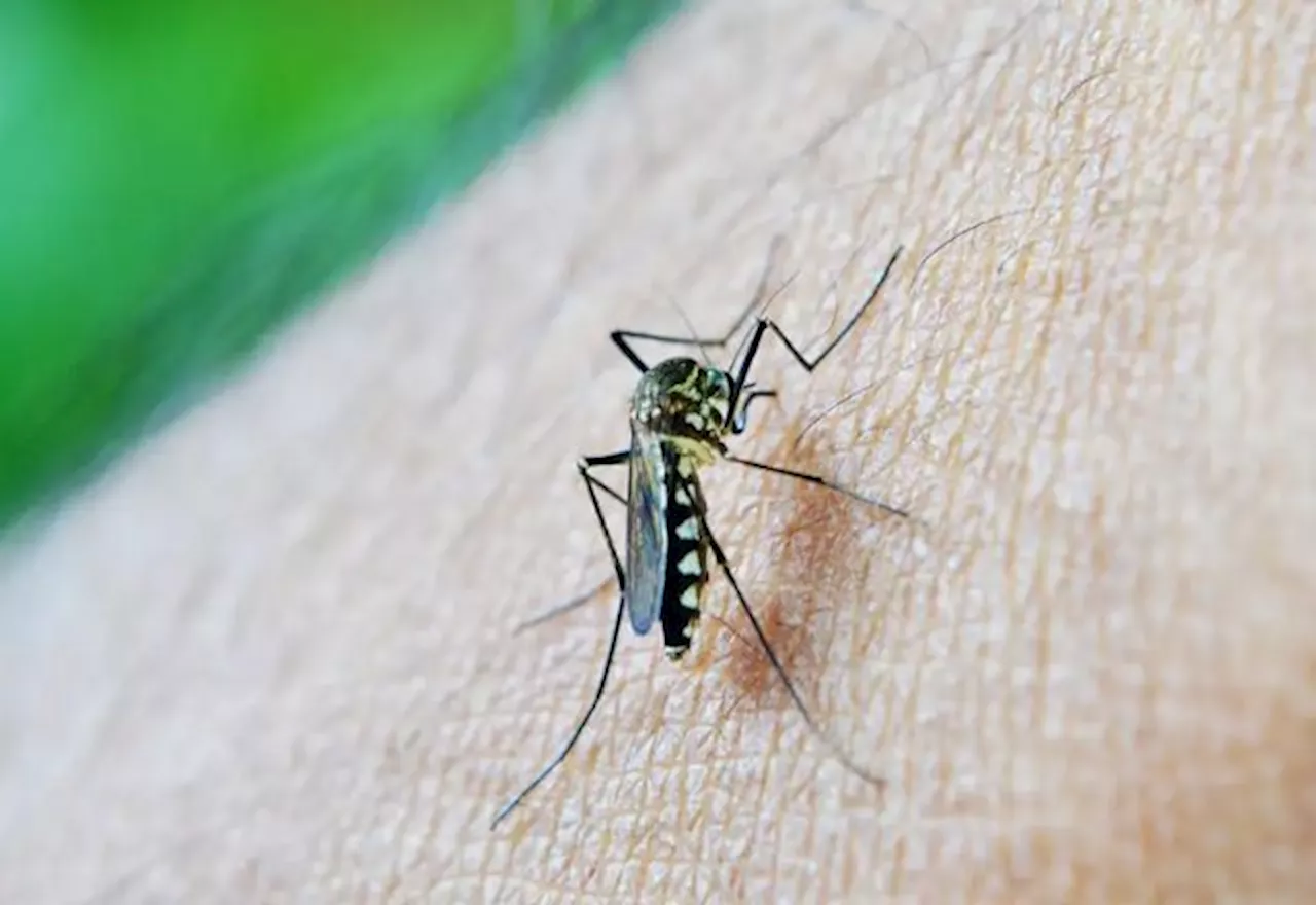 Confira todas as notícias sobre dengue