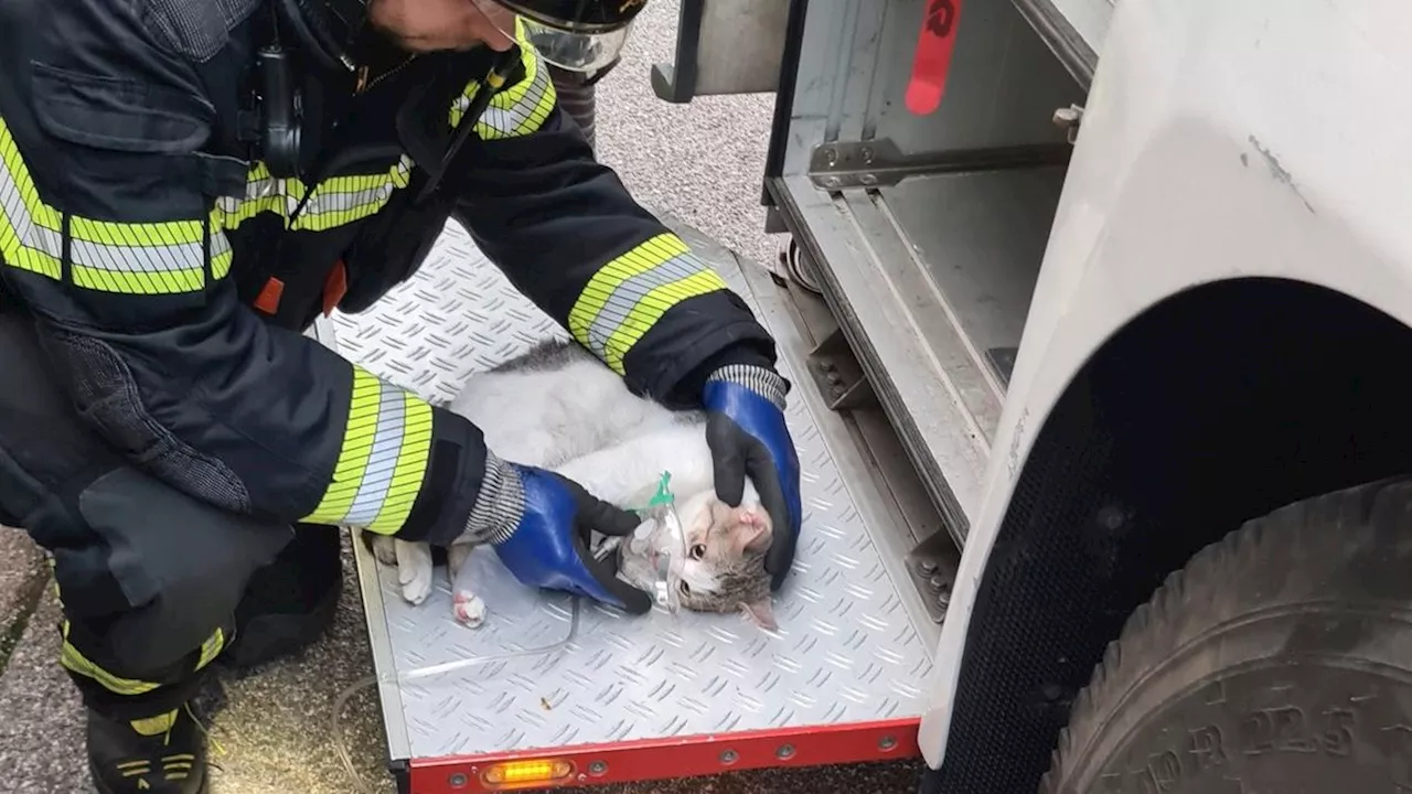 Wohnungsbrand in Italien: Feuerwehr rettet Katzen mit Sauerstoffmasken