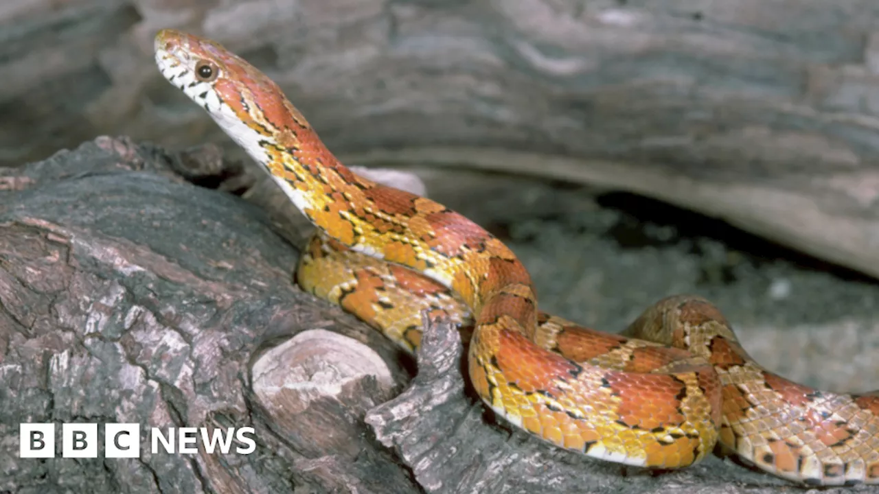 Abandoned snakes rescued at Glasgow Botanic Gardens