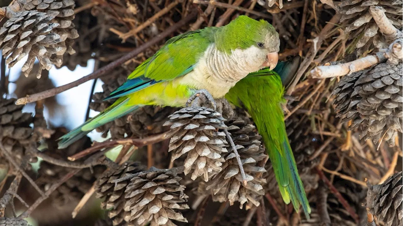 'Parrot fever' outbreak in Europe has led to deaths of five people