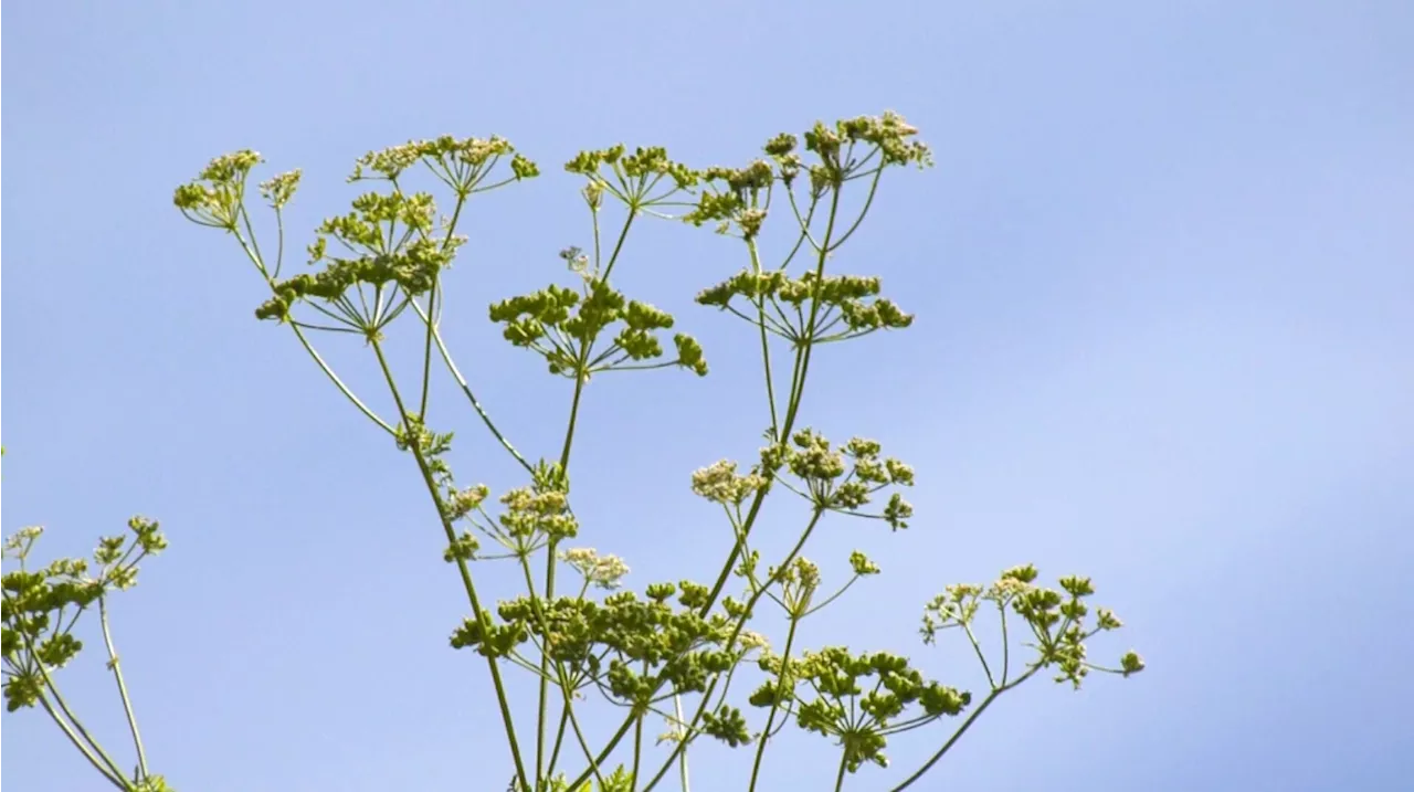 Vancouver Island child hospitalized after eating poisonous hemlock on school grounds