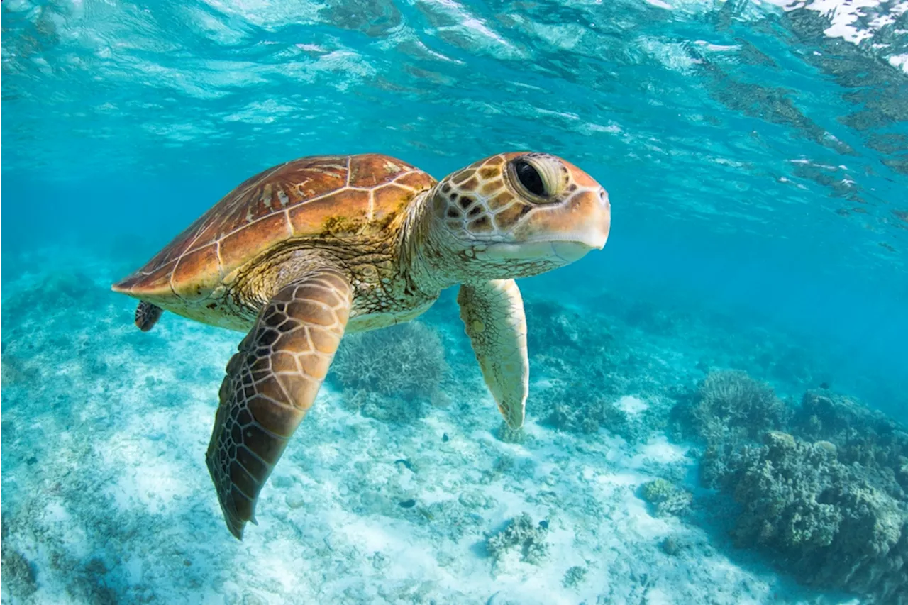 Everything to Know About the Secret World of Sea Turtles