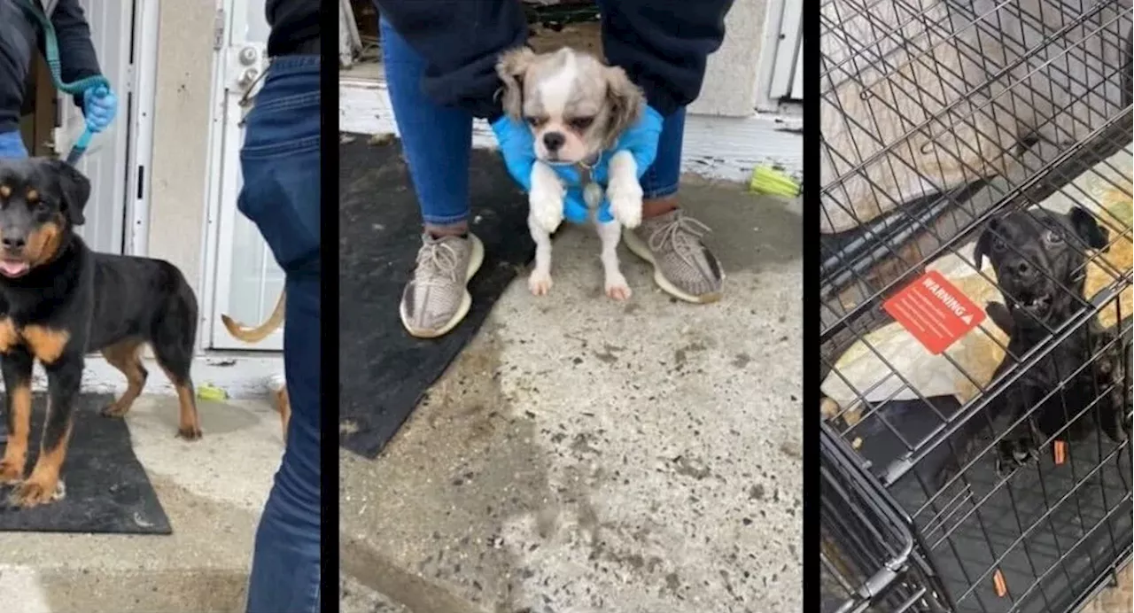 Over a dozen pets found in neglected condition at Queens home: NYPD