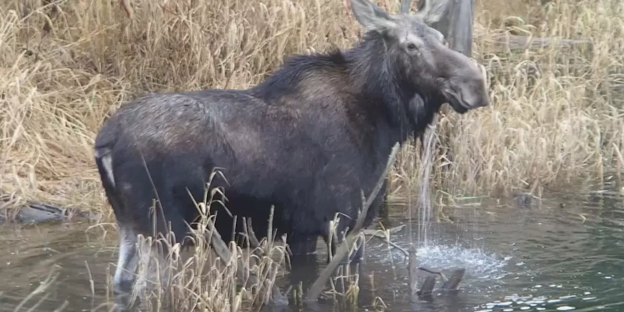 Fish and Game left with surplus moose hunt permits