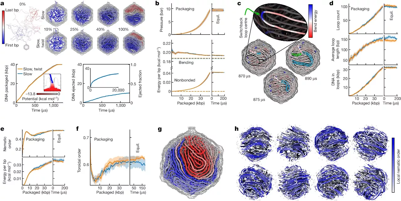 First atom-level structure of packaged viral genome reveals new properties and dynamics