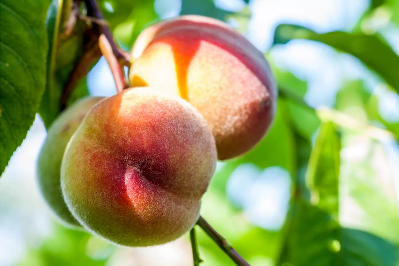 Defying Gravity: Researchers Decipher Mysterious Growth Habit of Weeping Peach Trees