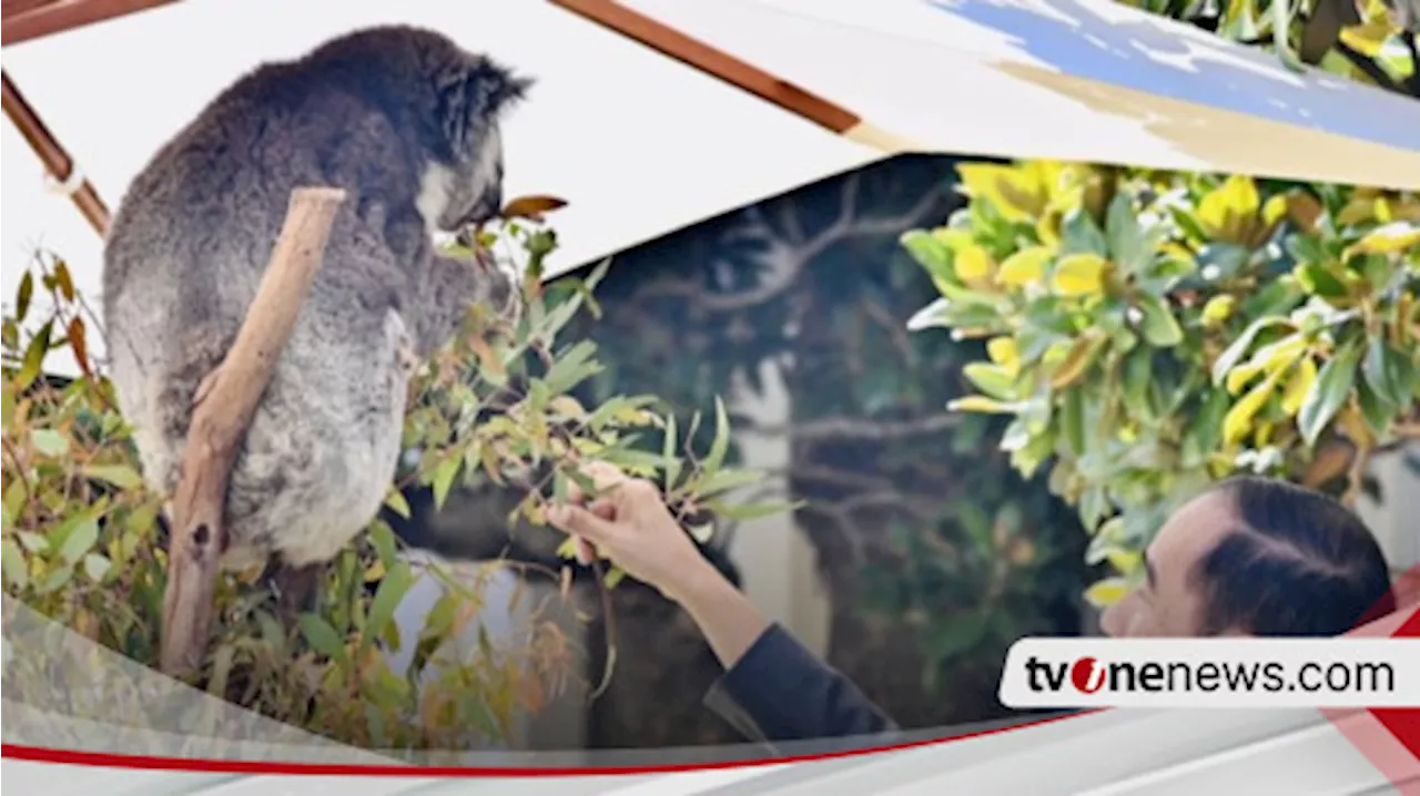 Jokowi Interaksi dengan Koala di Sela Jamuan Makan Siang KTT ASEAN-Australia