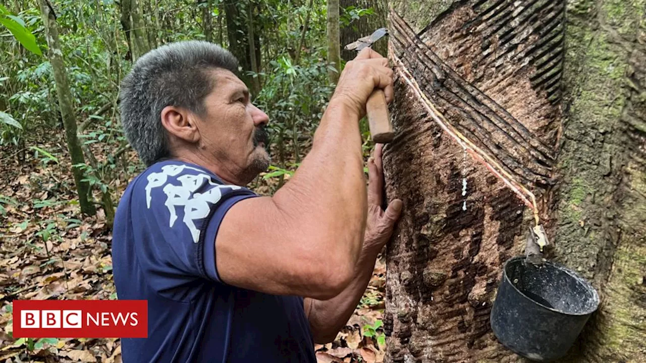 Amazônia: como novo ciclo de borracha nativa pode está ajudando a preservar a floresta