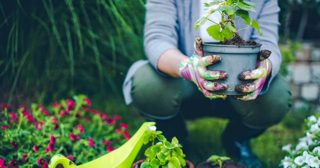 Gartensaison 2024: Das solltest du unbedingt jetzt in deinem Garten erledigen