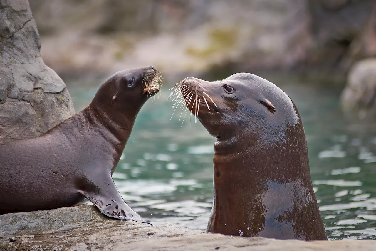 Research reveals novel herpesvirus in South American pinnipeds