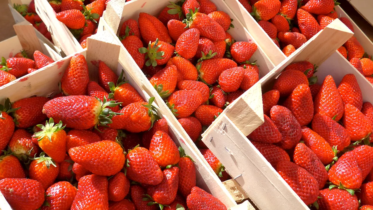 Críticas al Gobierno por falta de actuación en caso de fresas contaminadas