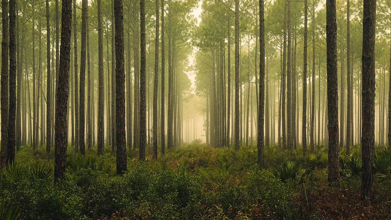 Forests might serve as enormous neutrino detectors