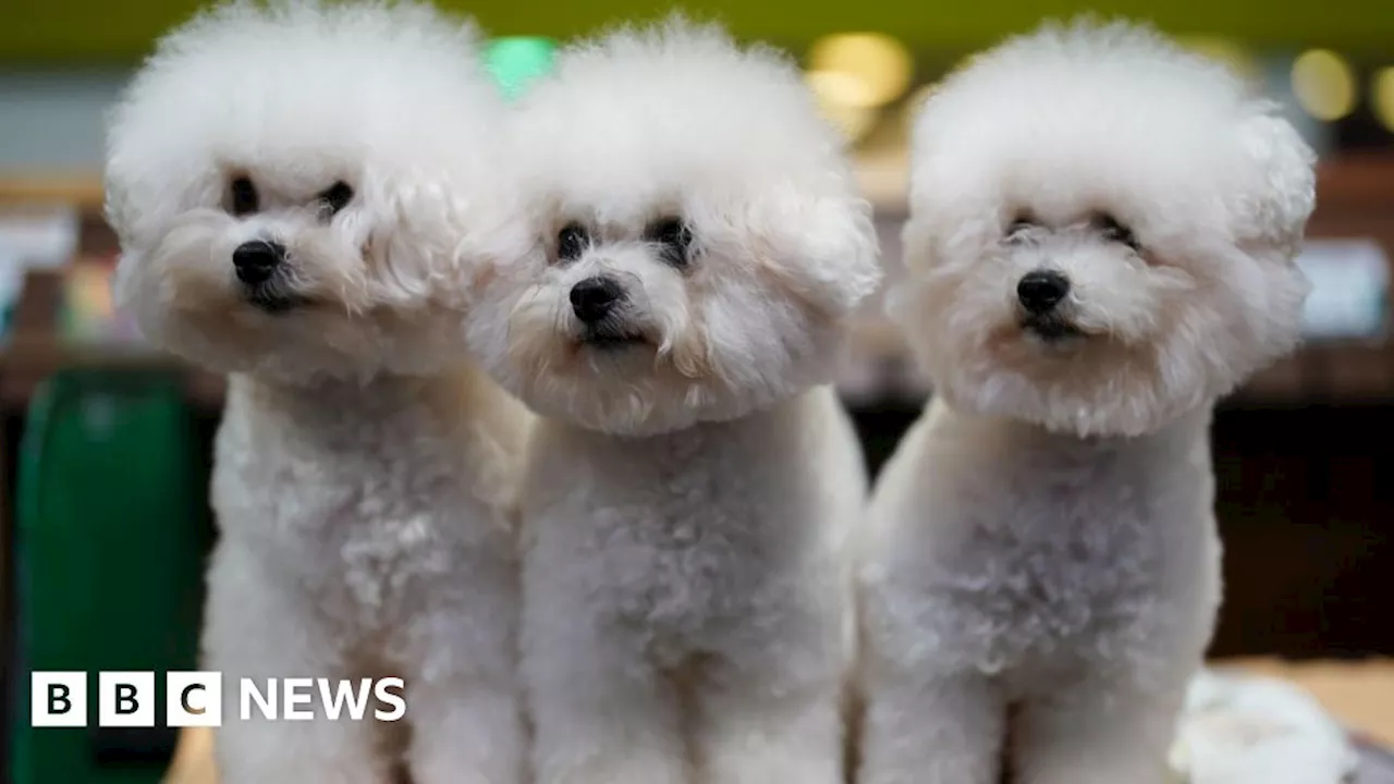 Dogs bid for attention as Crufts enters day two in Birmingham