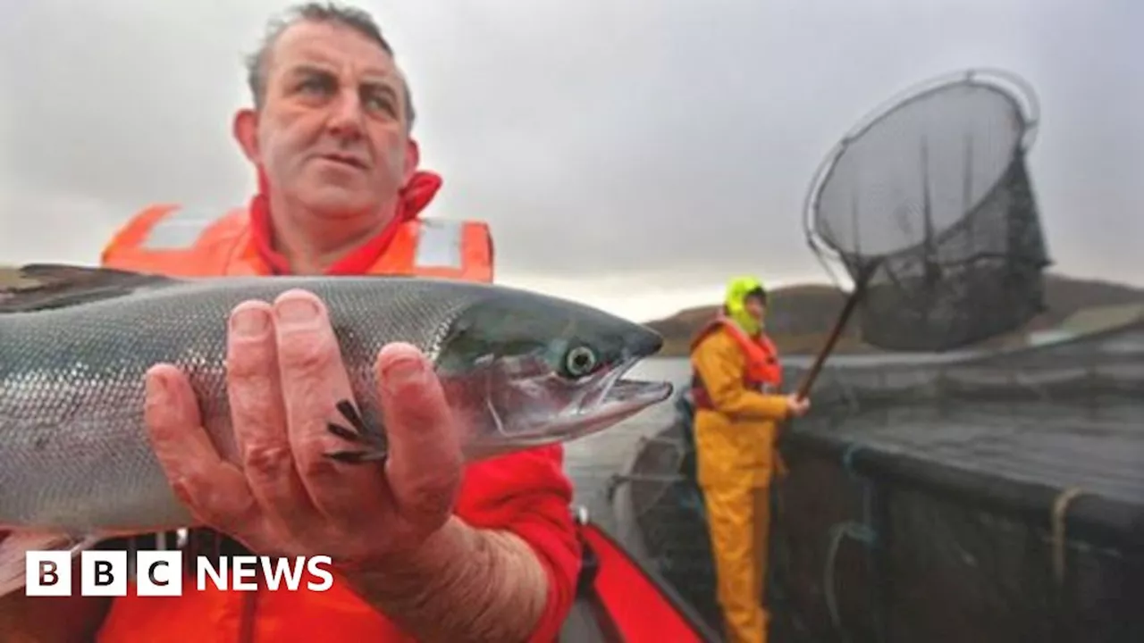 Mass die-offs among farmed salmon on the rise around the world