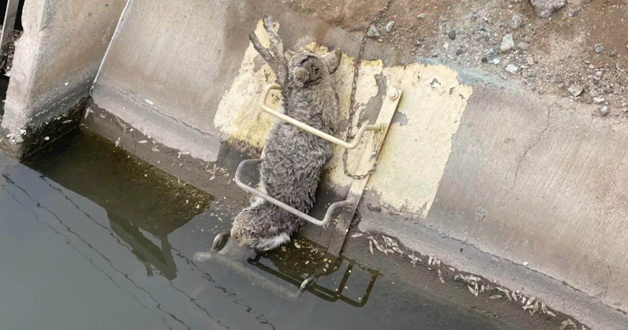 Coyote rescued after being found trapped in Phoenix canal ladder