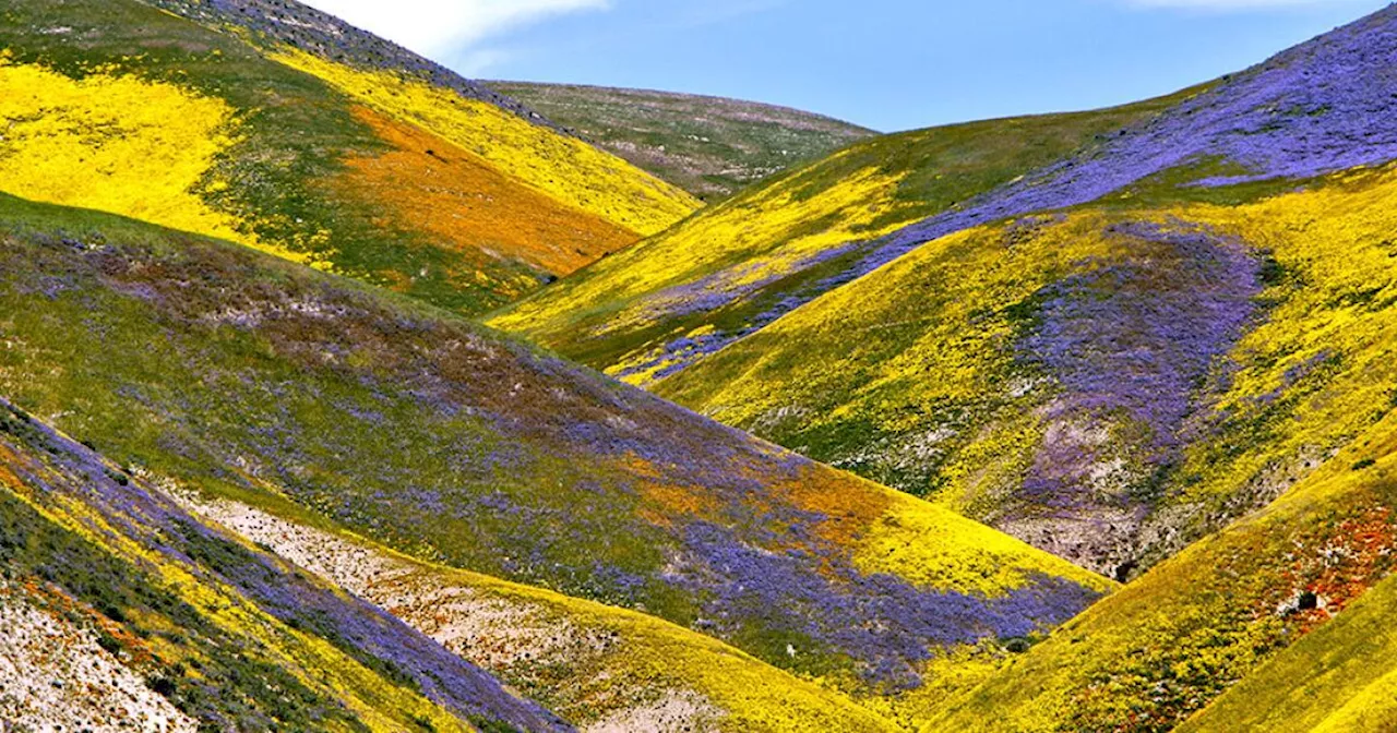 Will 2024 give us a superbloom — and where to see wildflowers now