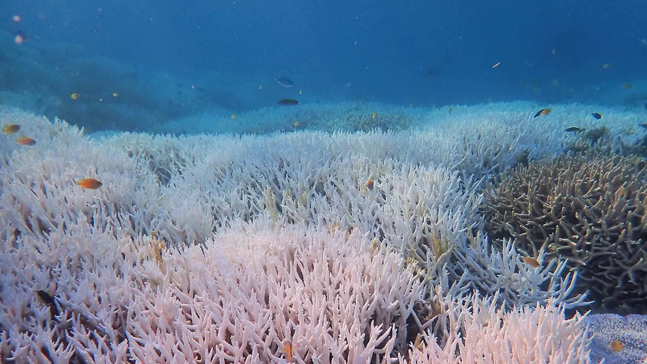 Naturwunder leidet massiv: Hitzewellen bleichen Korallen im Great Barrier Reef aus