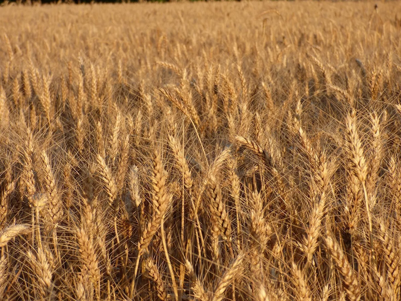 Hartweizen: Bauern kritisieren massive Importe