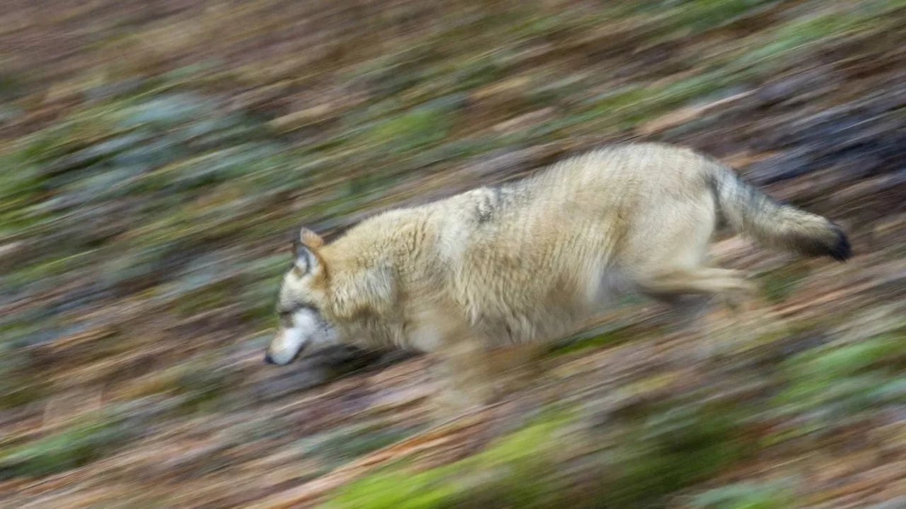 Fünfter Wolf lässt sich in BW nieder – so schützt ihr euch und euren Hund