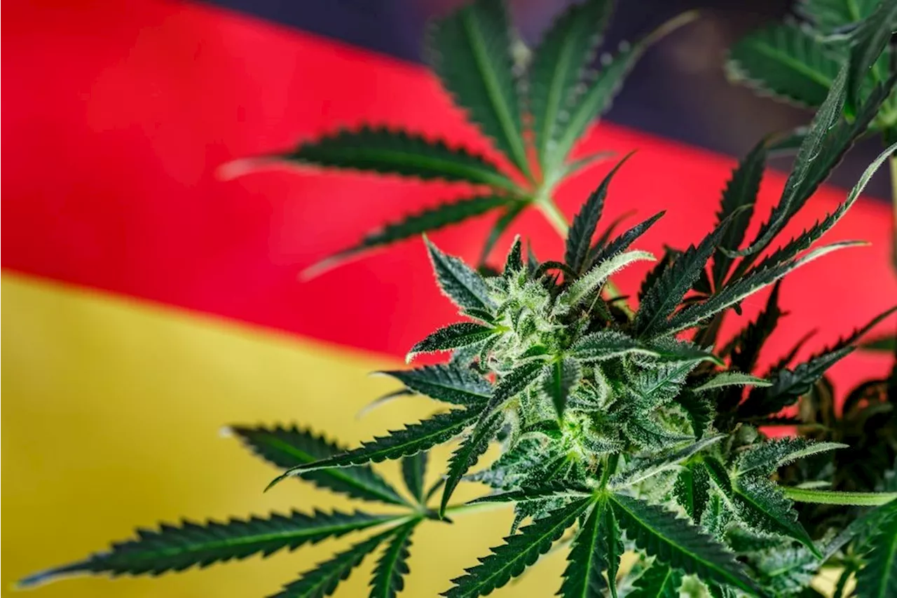 Tysk legalisering af cannabis kan skabe »en lavineeffekt«