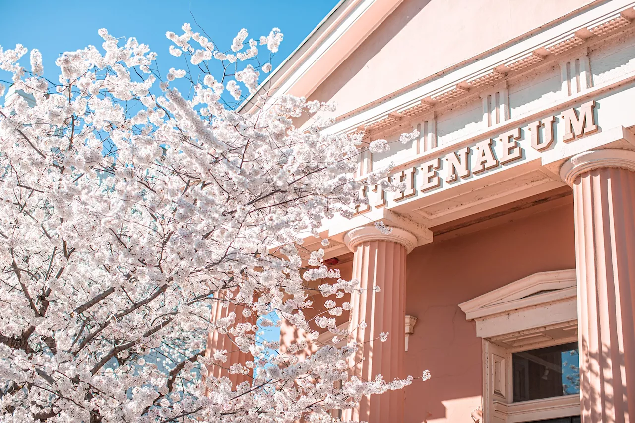 12 Cherry Blossom Events Around DC